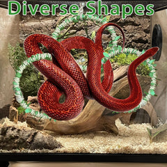 Ball python enjoying Delllala ring for gentle exercise and enrichment