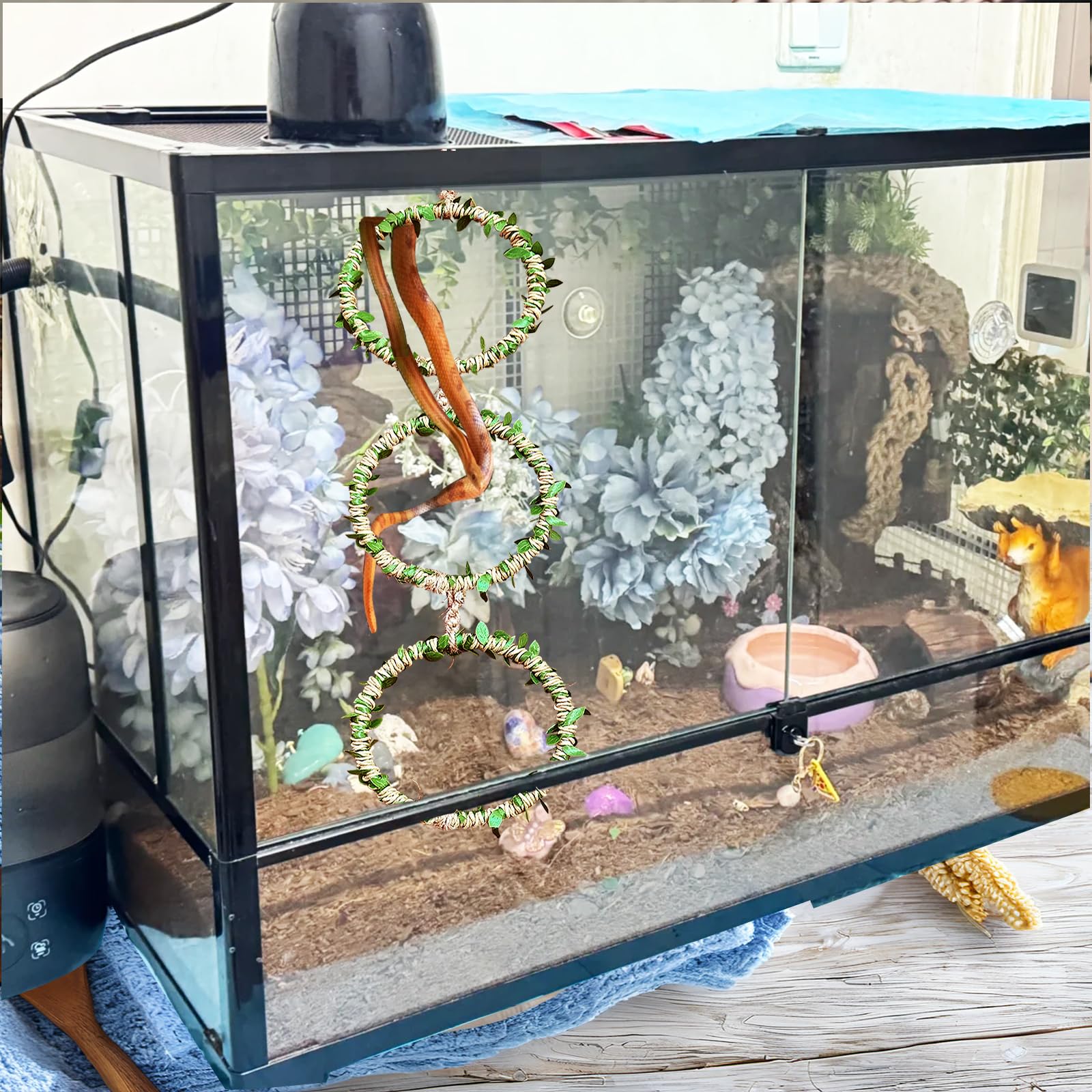 Corn snake tank with Delllala ring enabling vertical exploration