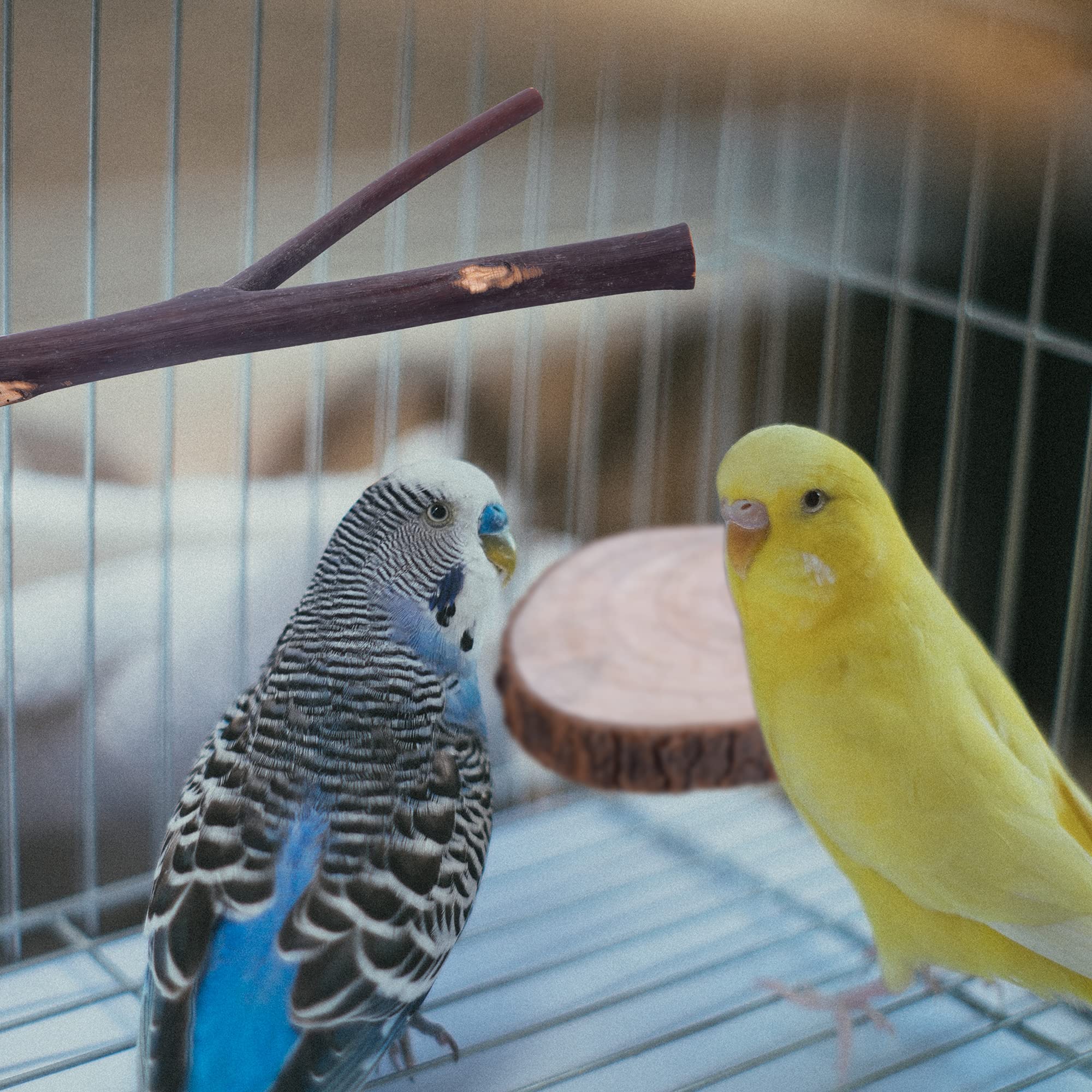 Deloky bird perch cage-setup—secure with bolts and wing nuts.