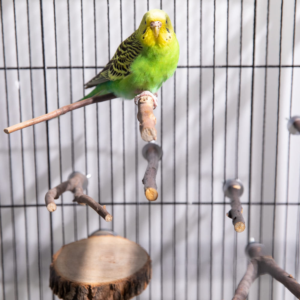 Deloky bird perch in-use—bird enjoying a calm perch during cage time.