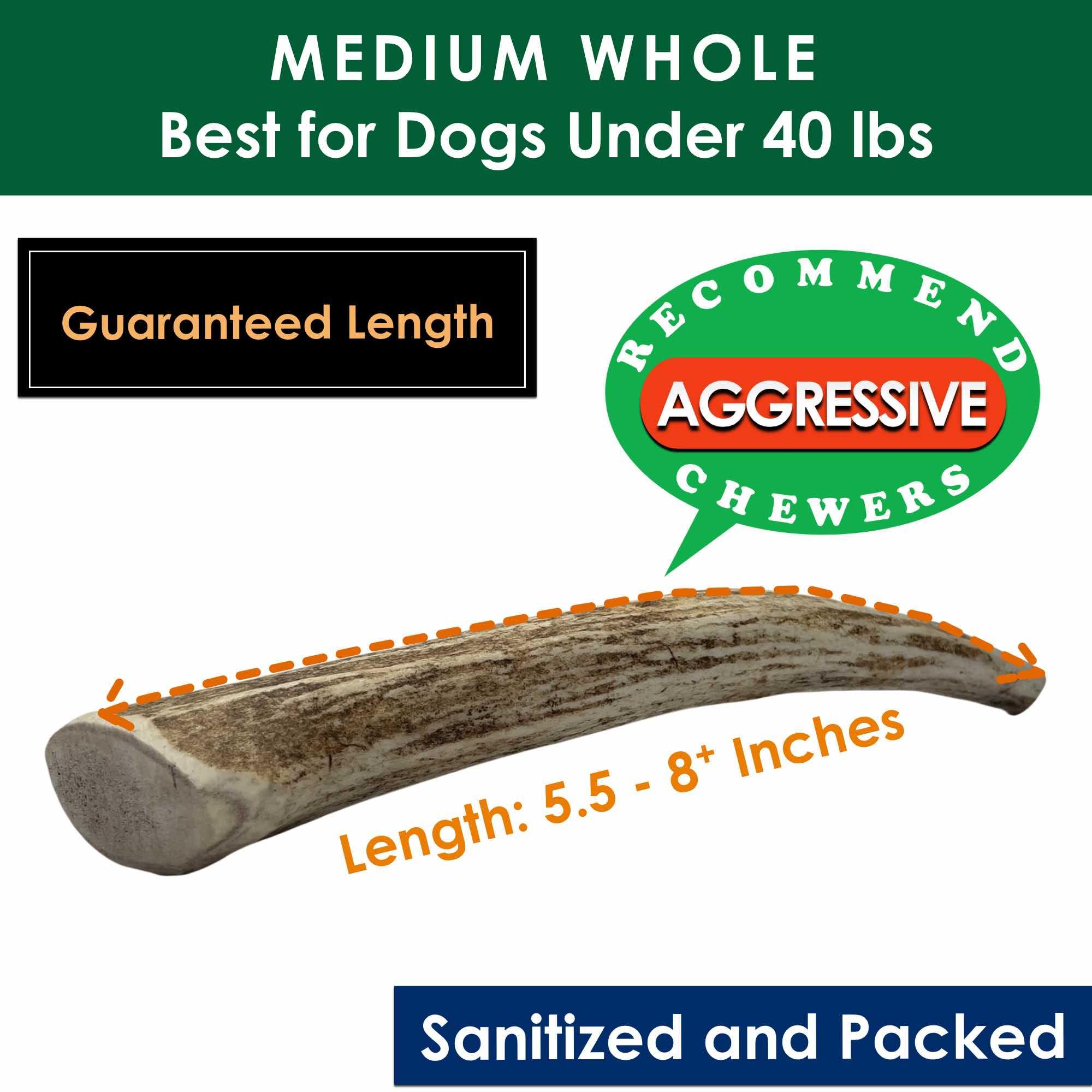 Deluxe Naturals elk antler chews dog chewing action demonstrates long-lasting engagement