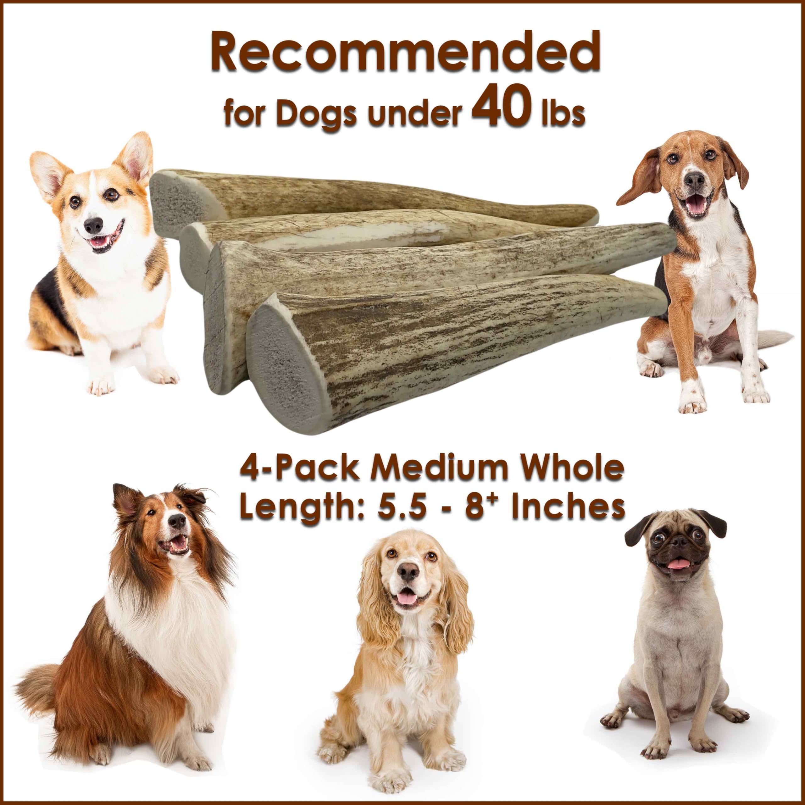 Deluxe Naturals elk antler chews small dog 6inch illustrates appropriately sized treat for under 40 lbs