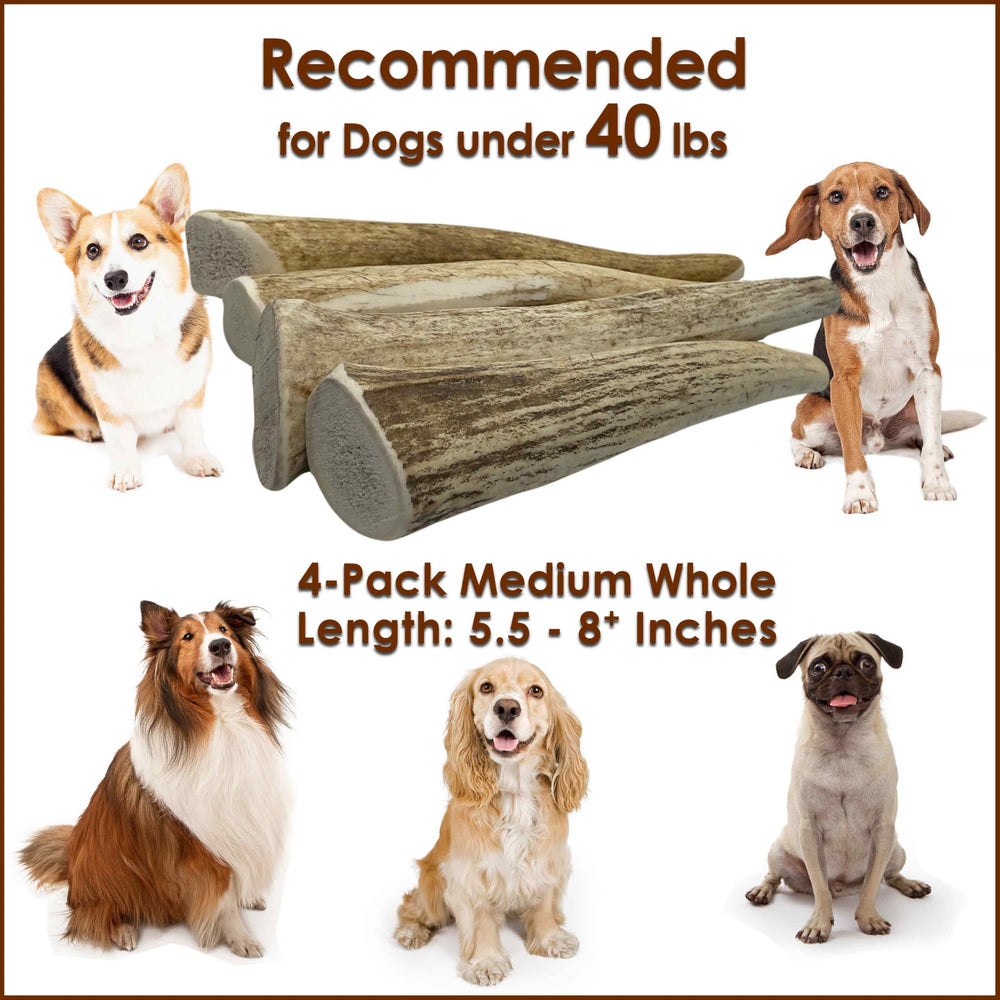 Deluxe Naturals elk antler chews small dog 6inch illustrates appropriately sized treat for under 40 lbs