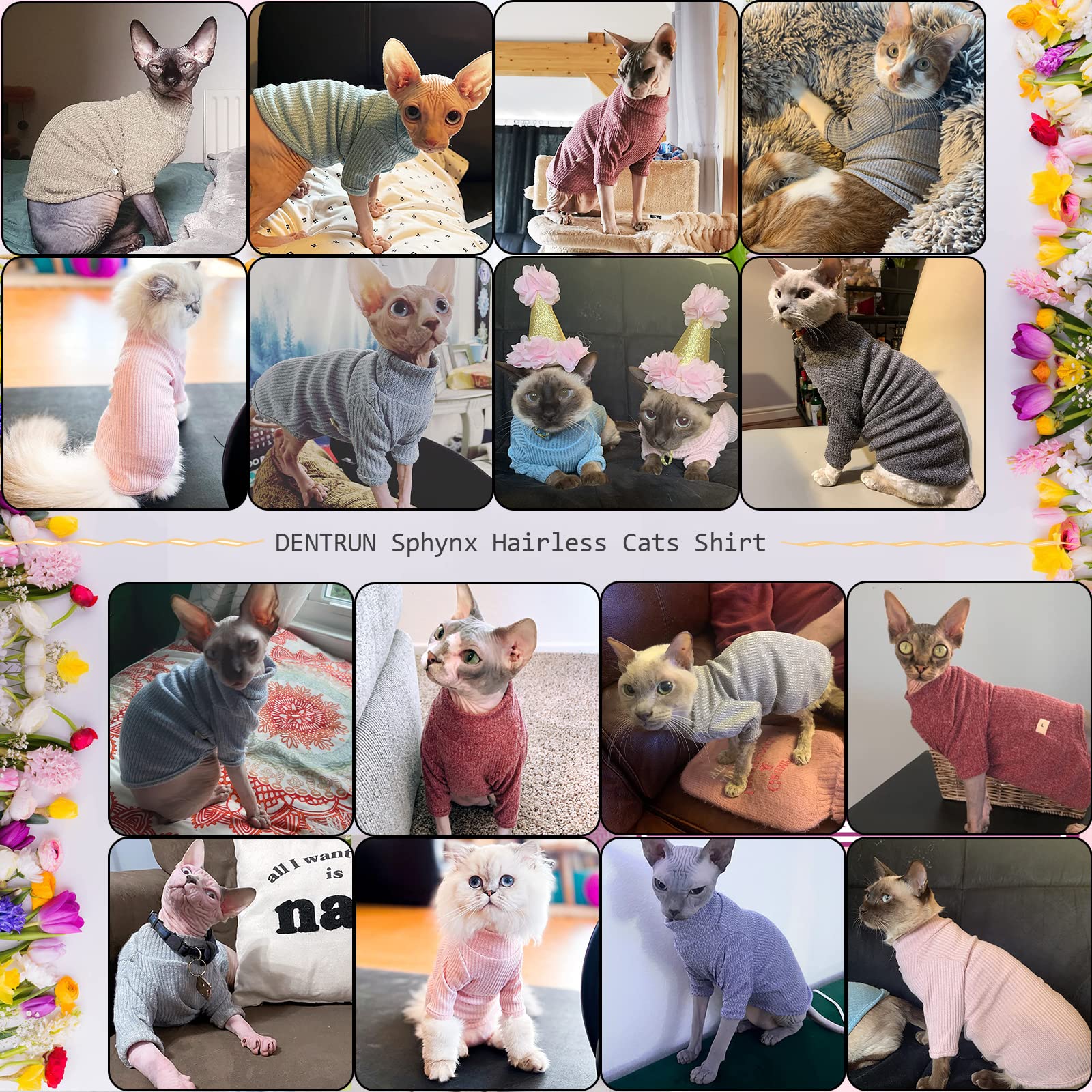 DENTRUN casual wear; photo-ready Sphynx cat look.