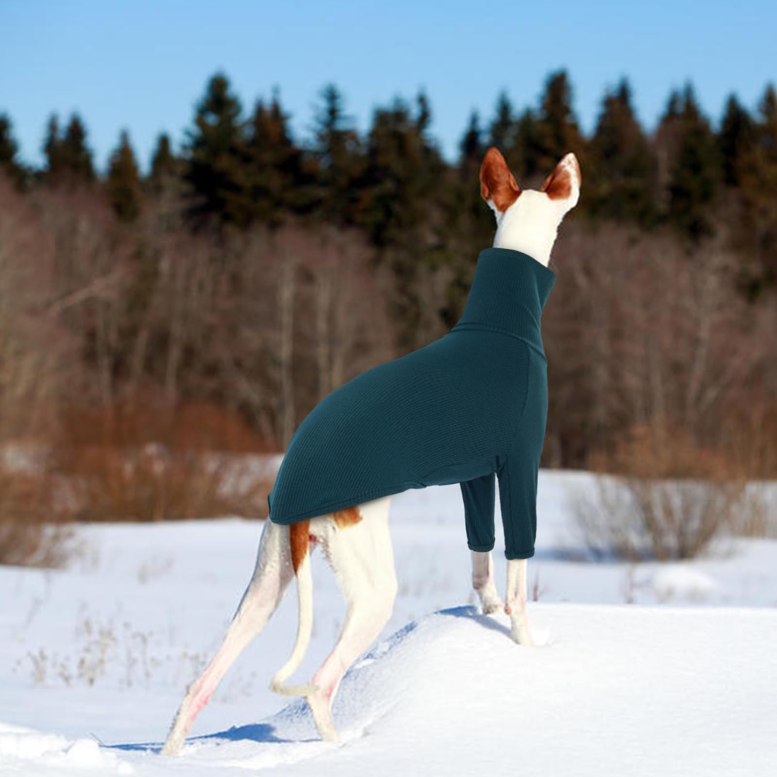 DENTRUN Italian Greyhounds Sweater versatile for outdoor walks or cozy indoor lounging.