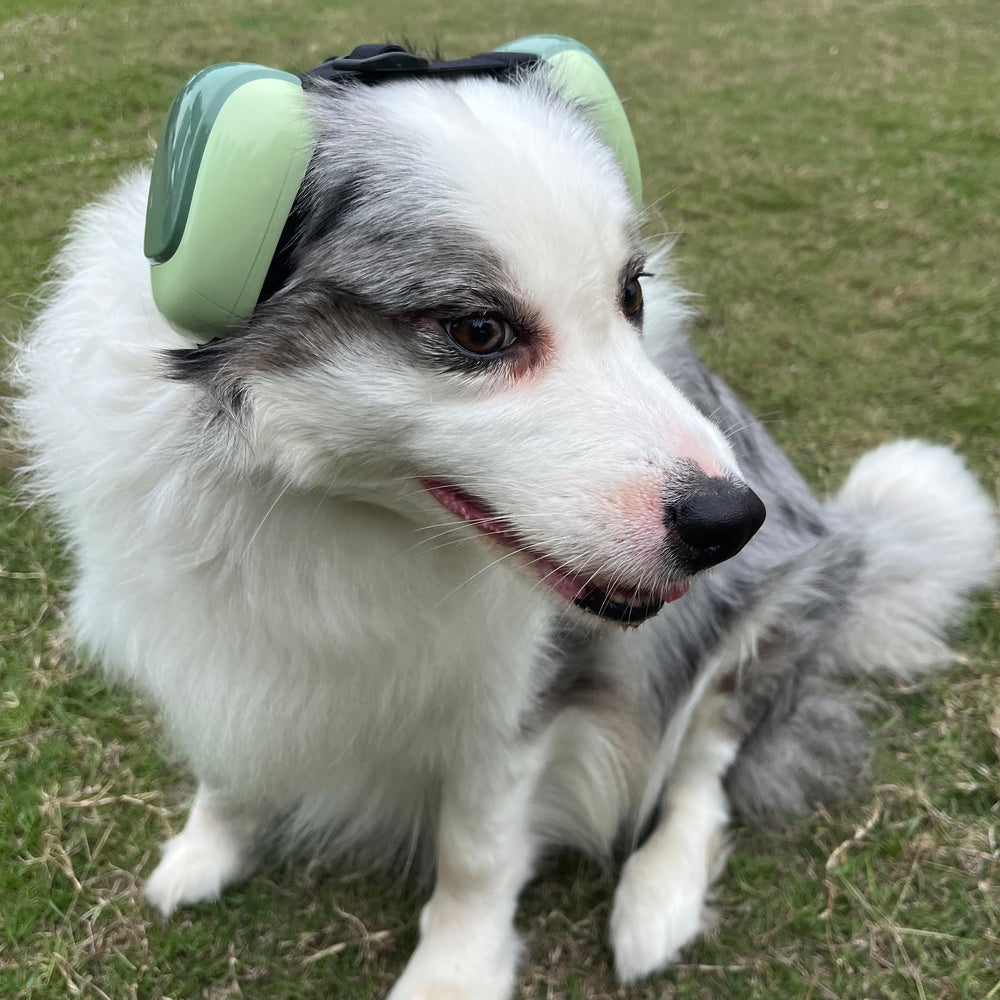 derYEP dog earmuffs GEN2 nocturne grey worn on dog head during car rides.