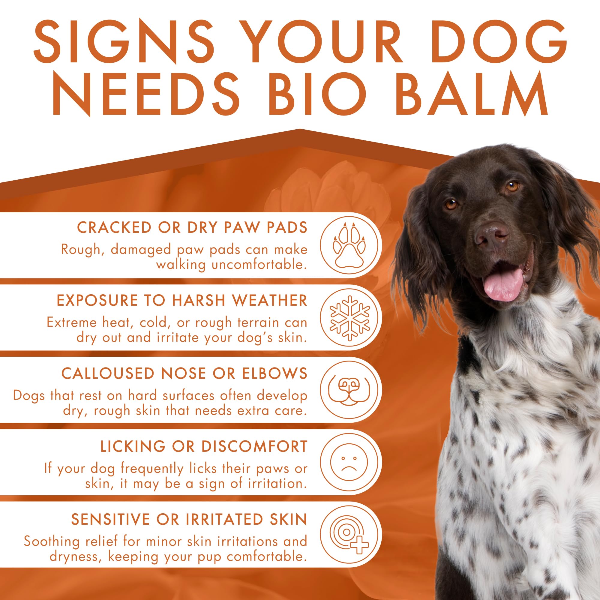 Dermoscent Bio Balm on the nose area protecting dry, cracked skin.