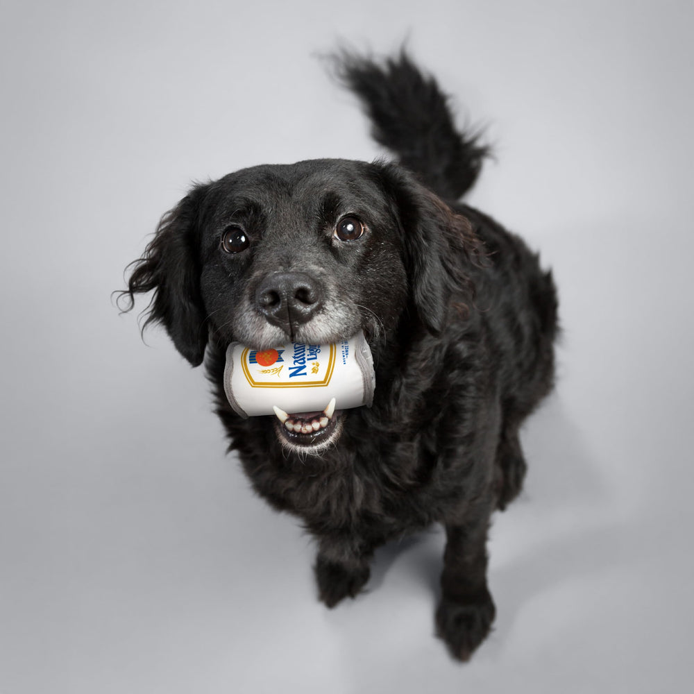 design LAB Chuckler inside promotes interactive play during tug or fetch.