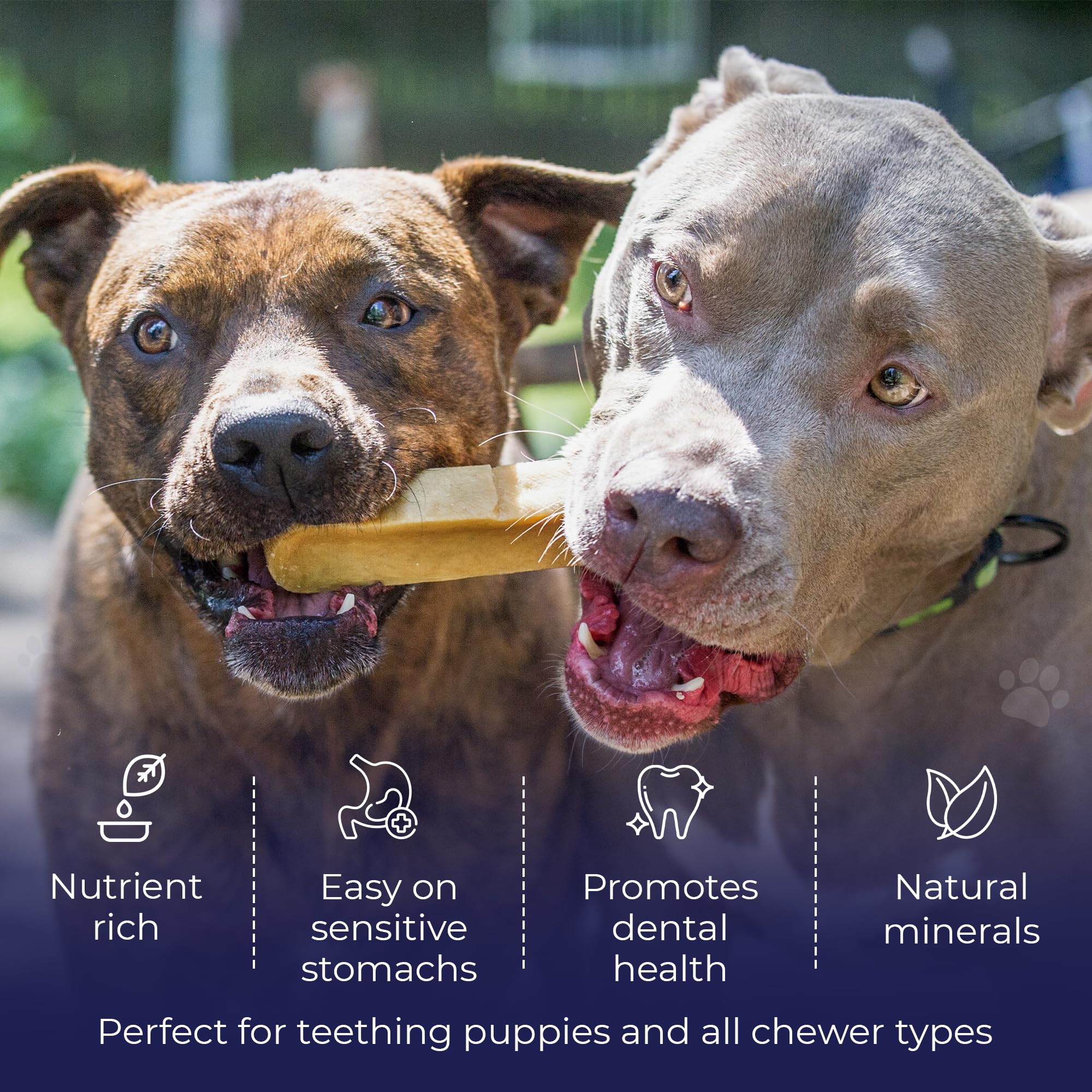 Devil Dog Pet Co Beast Chew pictured with dogs of different sizes