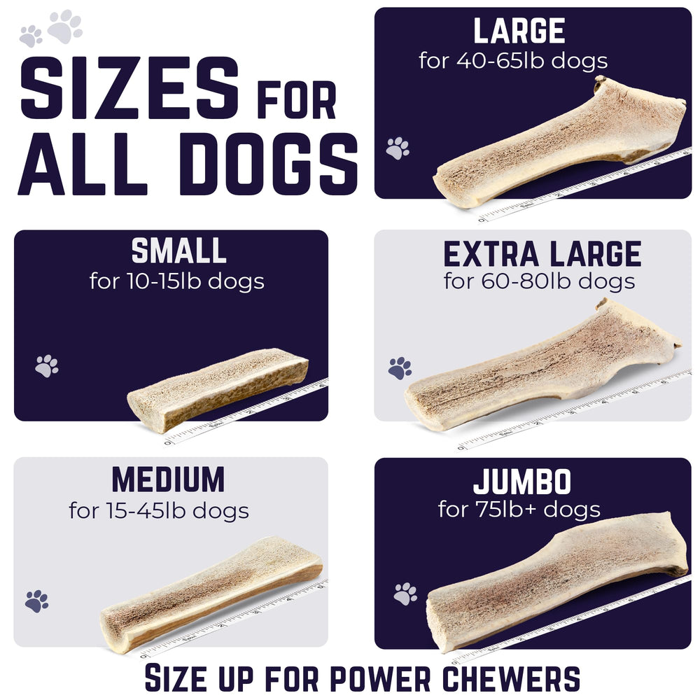 Devil Dog Elk Antler ethically sourced from naturally shed Rocky Mountains