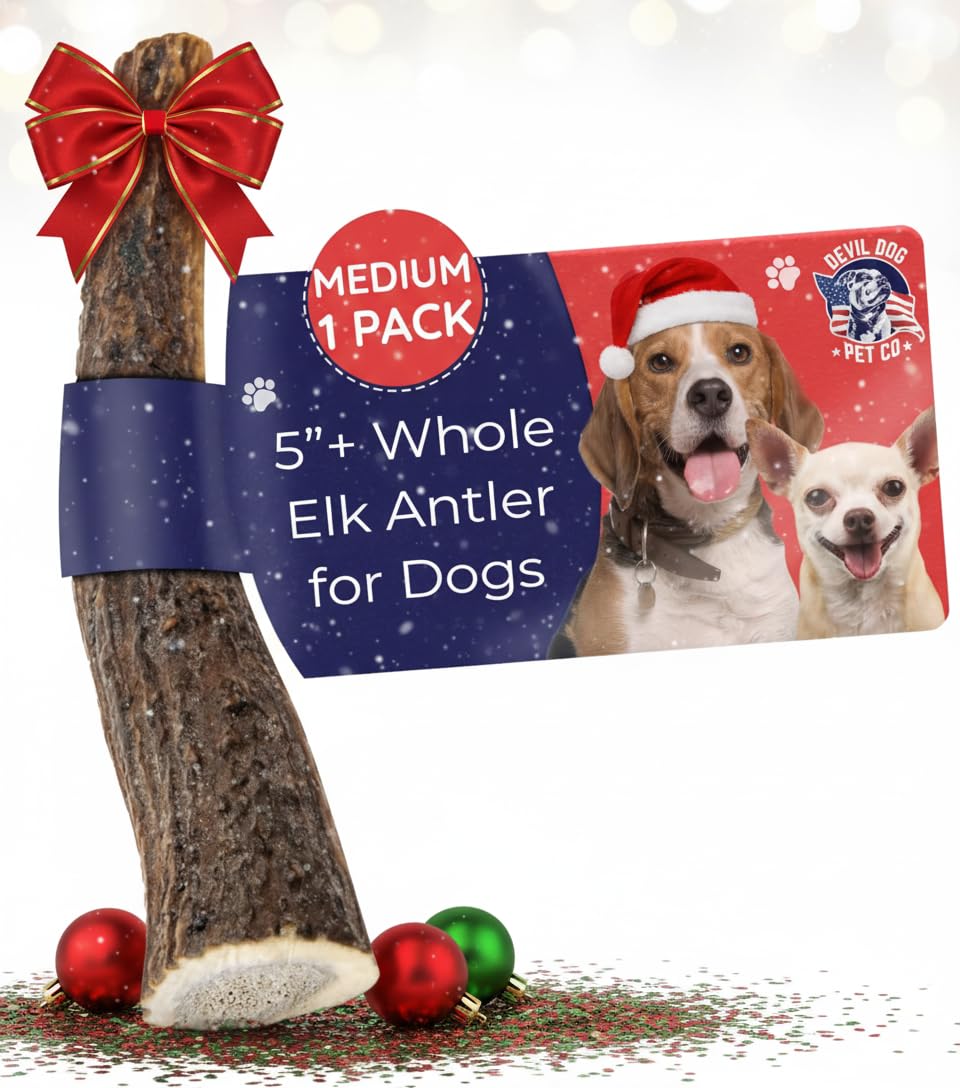 Devil Dog Elk Antler medium 5-inch hero shot, showcasing a durable, long-lasting chew.