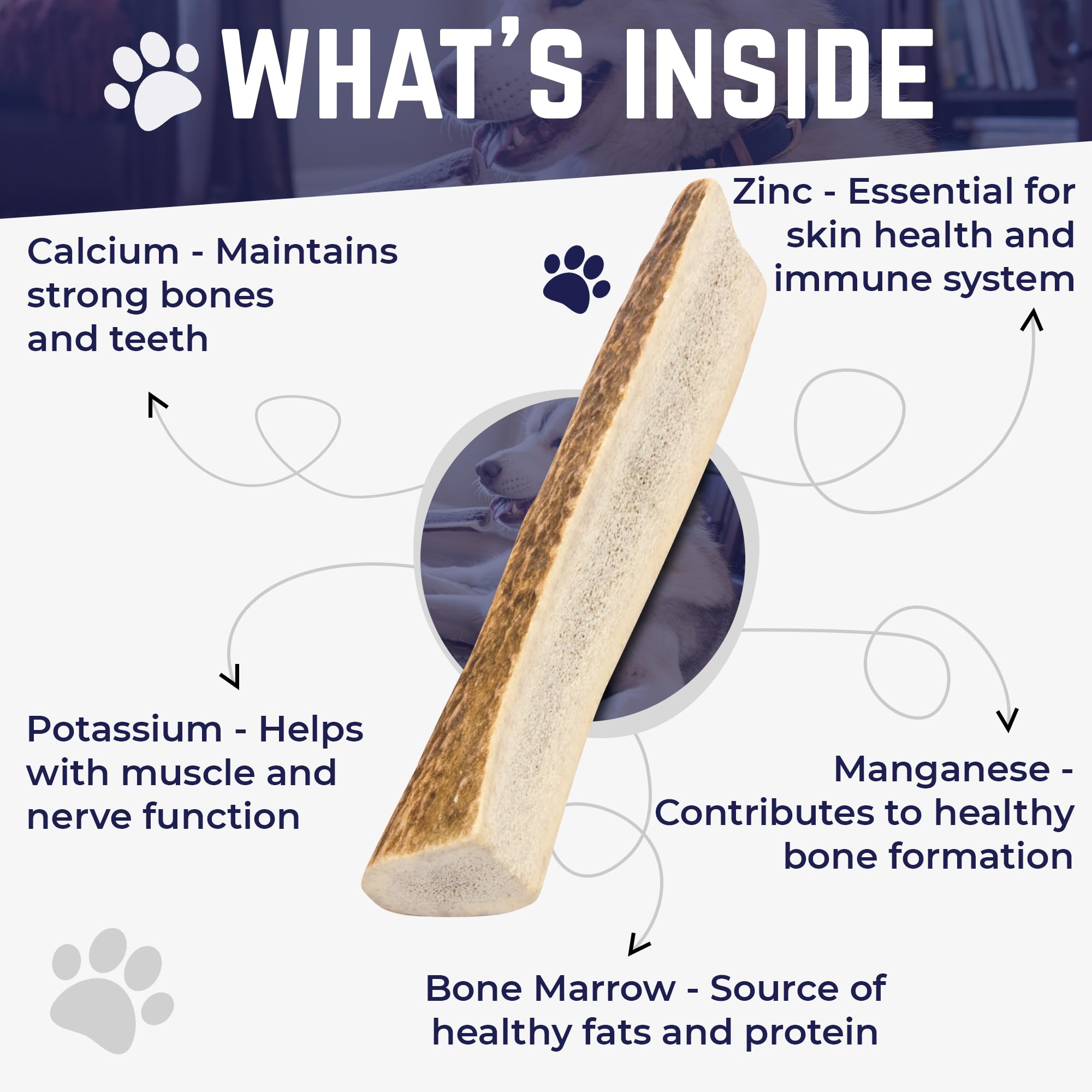 Devil Dog Elk Antler mineral-rich surface provides calcium and zinc benefits