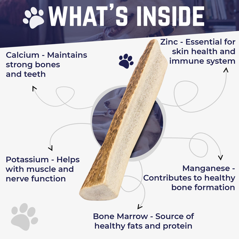 Devil Dog Elk Antler mineral-rich surface provides calcium and zinc benefits
