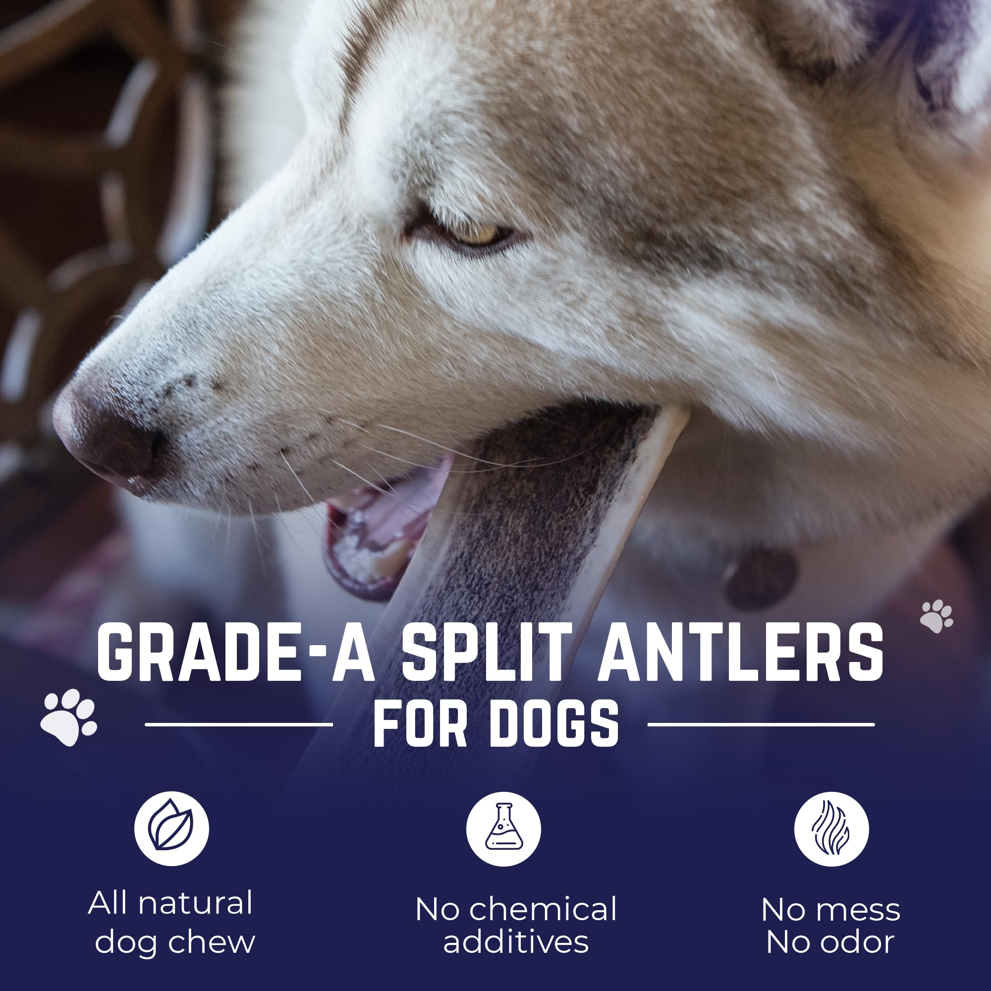 Devil Dog Elk Antler no-odor closeup odor-free chew for calm chewing