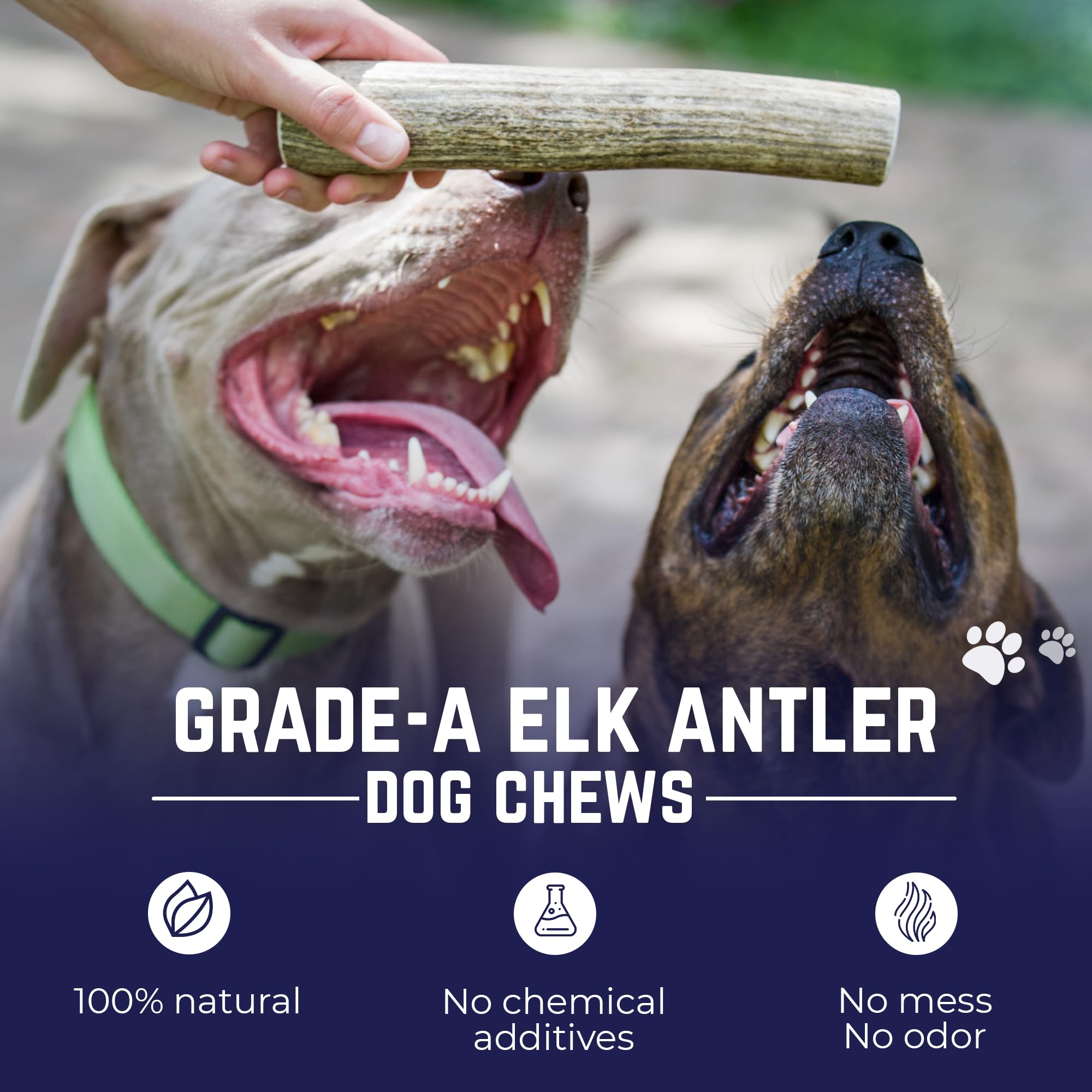 Devil Dog Elk Antler No Odor shows a clean, odor-free chewing experience.