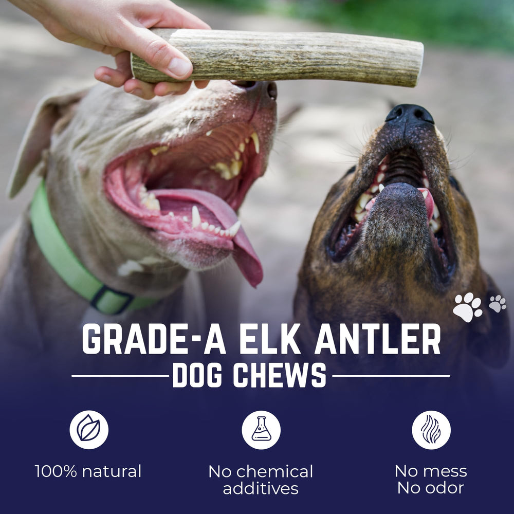 Devil Dog Elk Antler No Odor shows a clean, odor-free chewing experience.