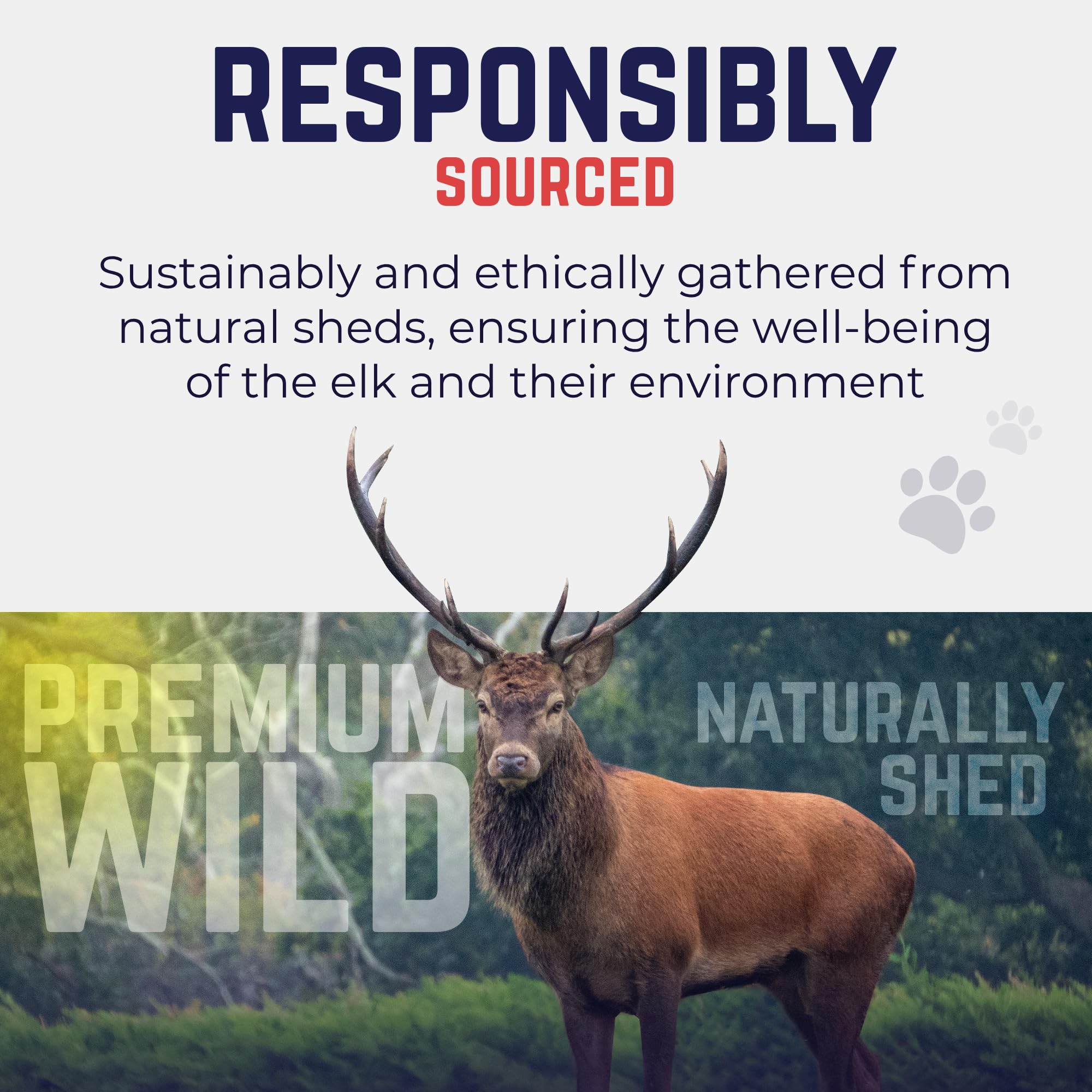 Devil Dog Elk Antler USA-shed origin underscores ethical sourcing.