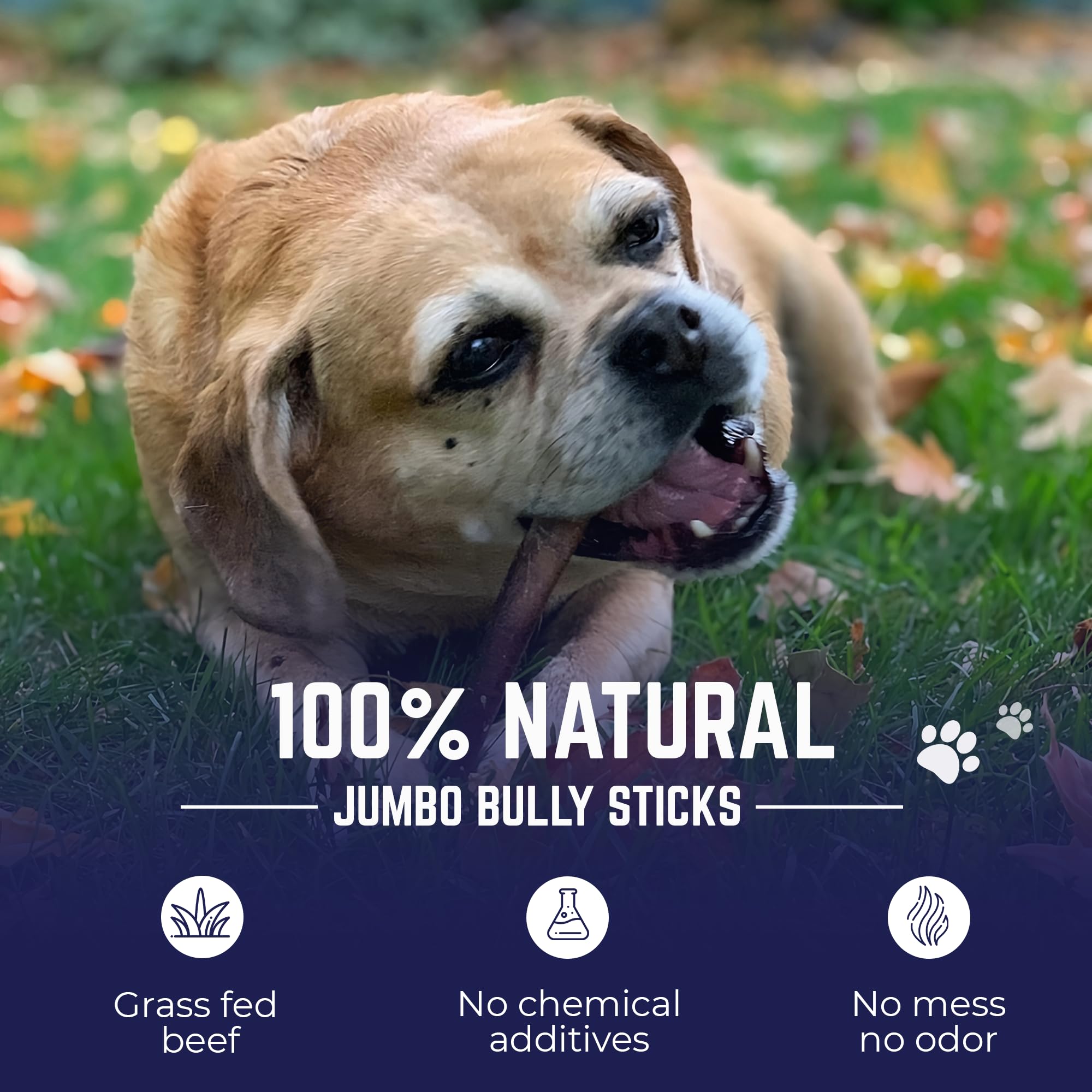 Devil Dog Jumbo Bully Sticks 12inch pack rawhide-free provides a safer chew option for dogs.