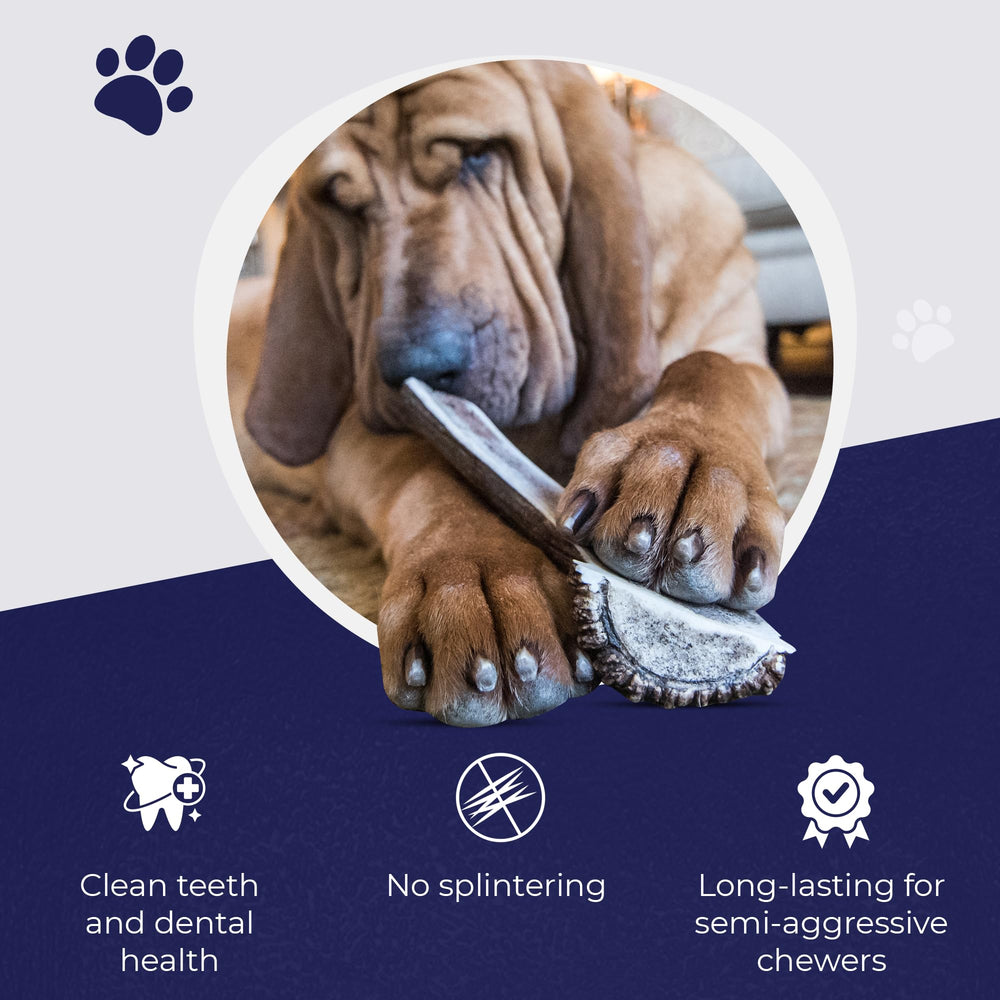 Devil Dog Large Dog Chew Elk Antler—premium, durable option for aggressive chewers