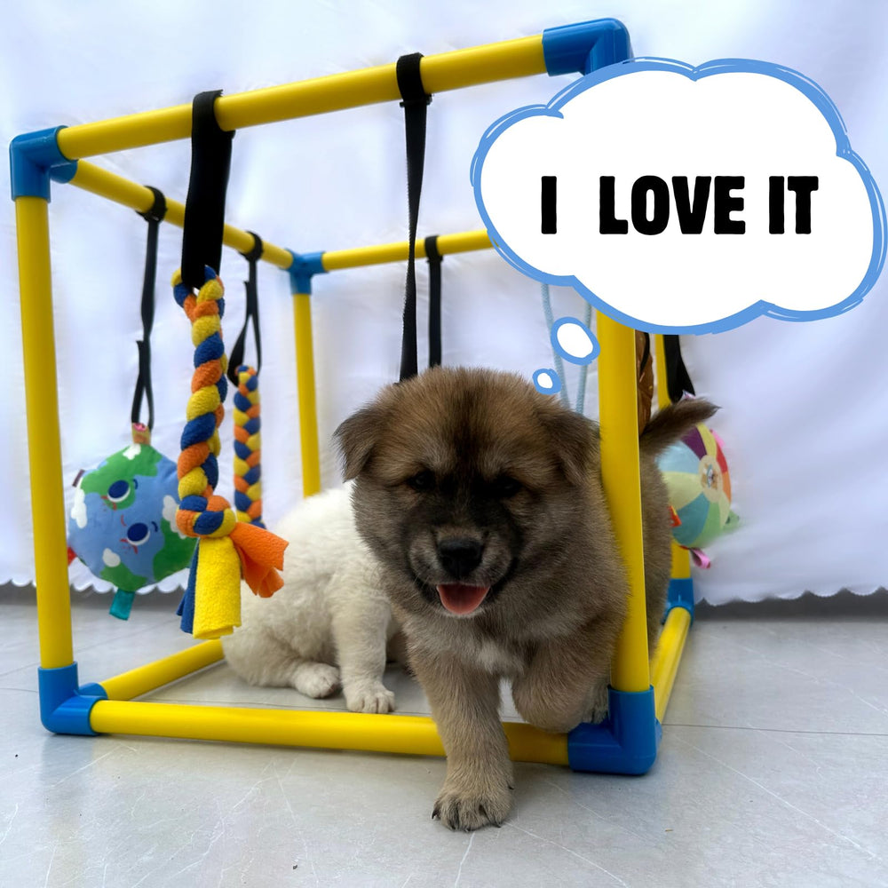 Dewonch play gym in compact size suitable for whelping boxes.