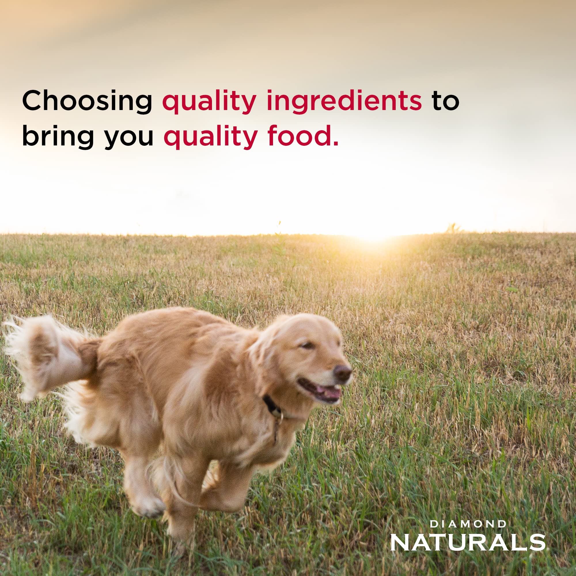 Diamond Naturals K9 Strain probiotics with prebiotics aid digestion and immune wellness.