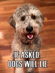 DID YOU FEED THE DOG? DYFTD slider-goal-tracker marks fed meals for routine.