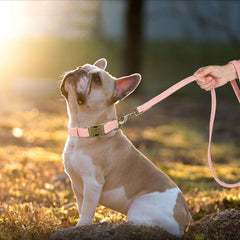 Didog adjustable pink collar fits 13-21 inch necks.