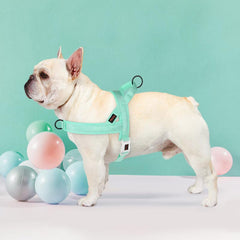 Didog No Pull Harness back O-ring supports casual walking and jogging