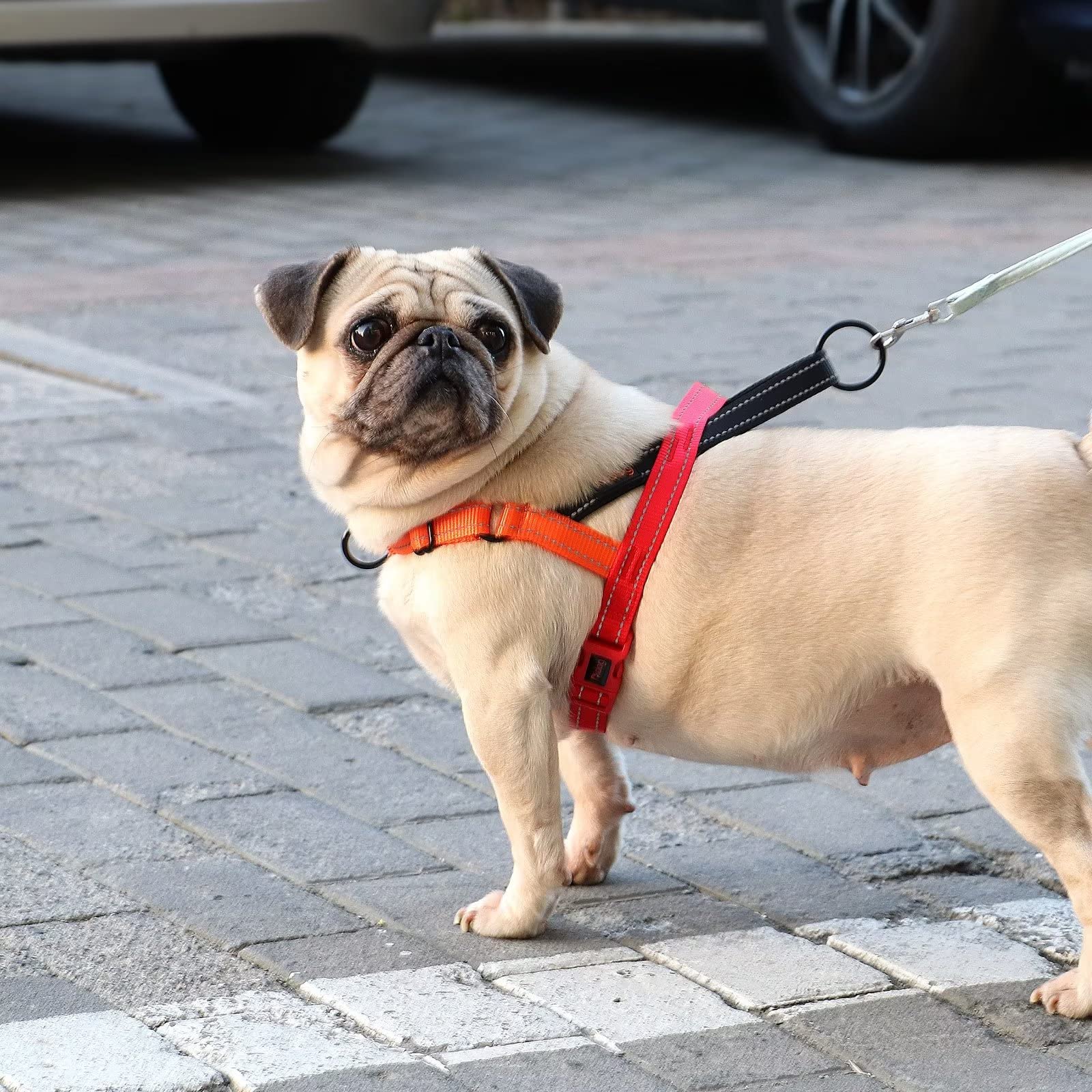 Didog No Pull Harness reflective strips blue increase visibility during dawn or dusk walks.