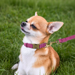 Didog quick-release collar for easy on/off during walks.