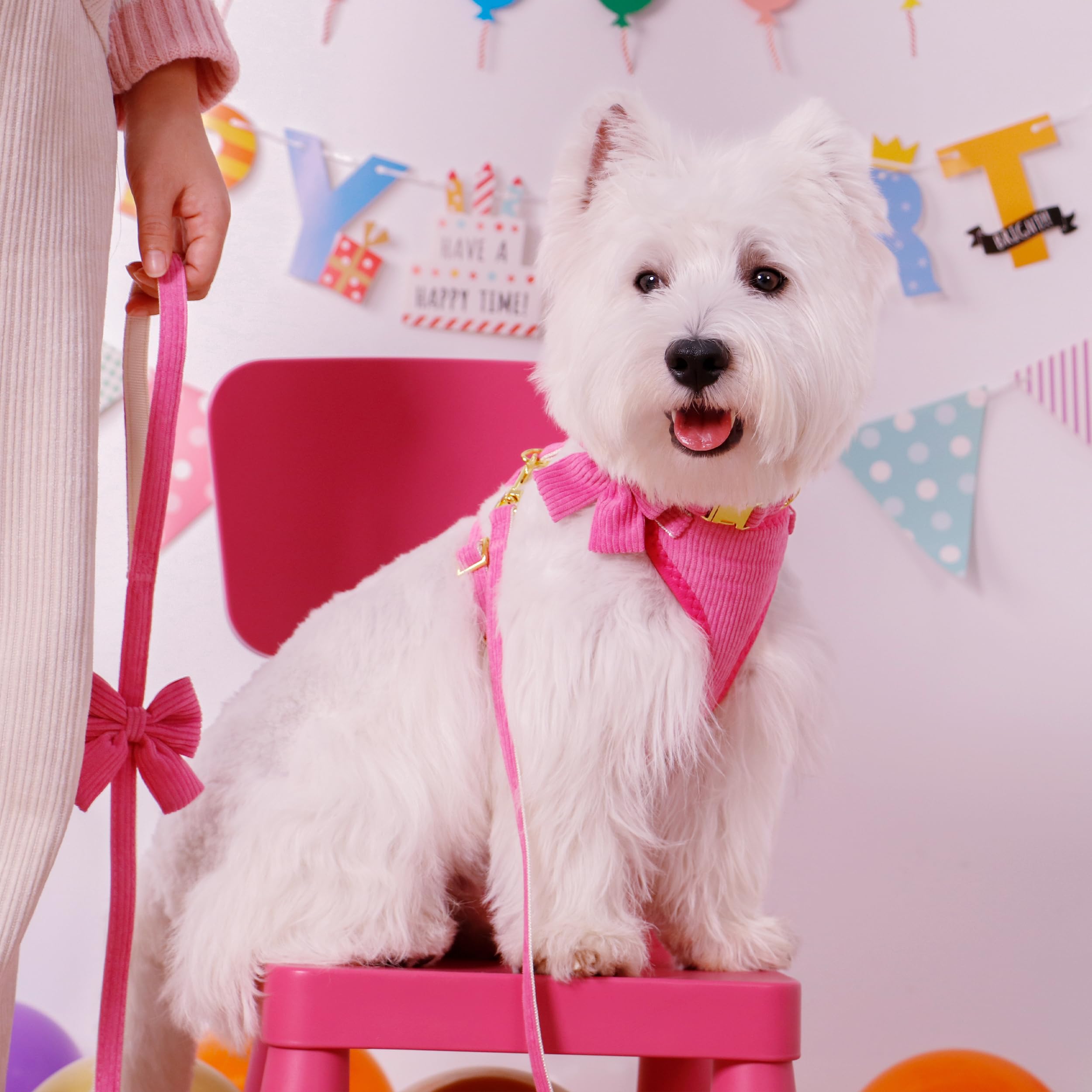 Didog harness adjustable straps ensure secure fit for petite dogs.