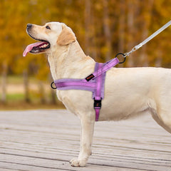 Didog harness reflective straps for safe night walking