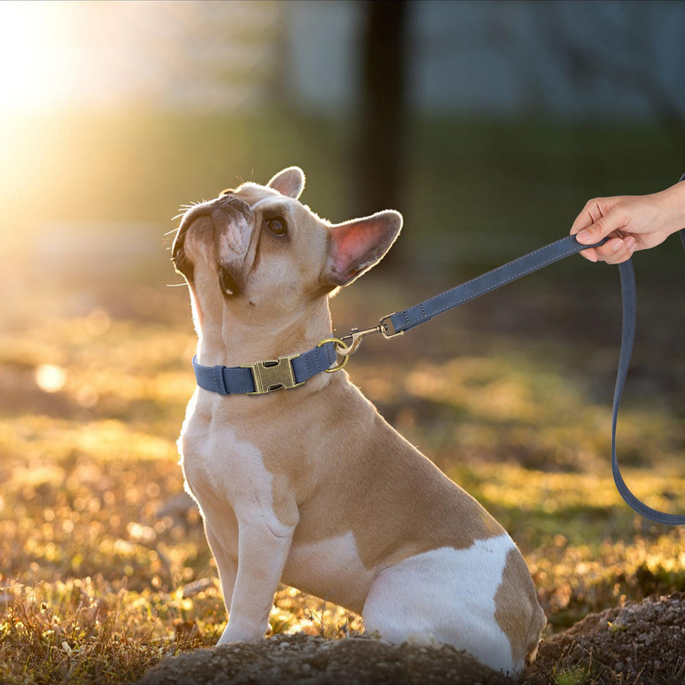 Didog soft leather dog collar adjustable size demonstrates easy fit for various neck measurements