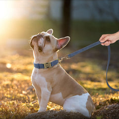 Didog soft leather dog collar adjustable size demonstrates easy fit for various neck measurements