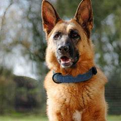 Didog blue collar buckle closeup showing secure fit