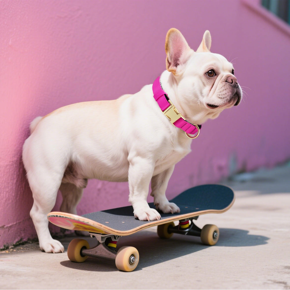 Didog lightweight collar with breathable lining keeps dogs comfortable on long walks