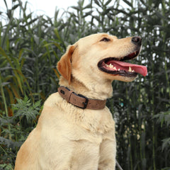 Didog buckle closeup shows rust-resistant hardware for long-lasting use
