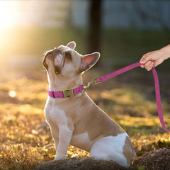 Didog collar adjustable strap highlights customizable fit for medium dogs.