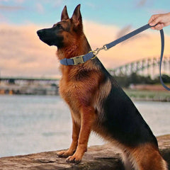 Didog Soft PU Leather Dog Collar blue with D-ring leash attachment for secure walking