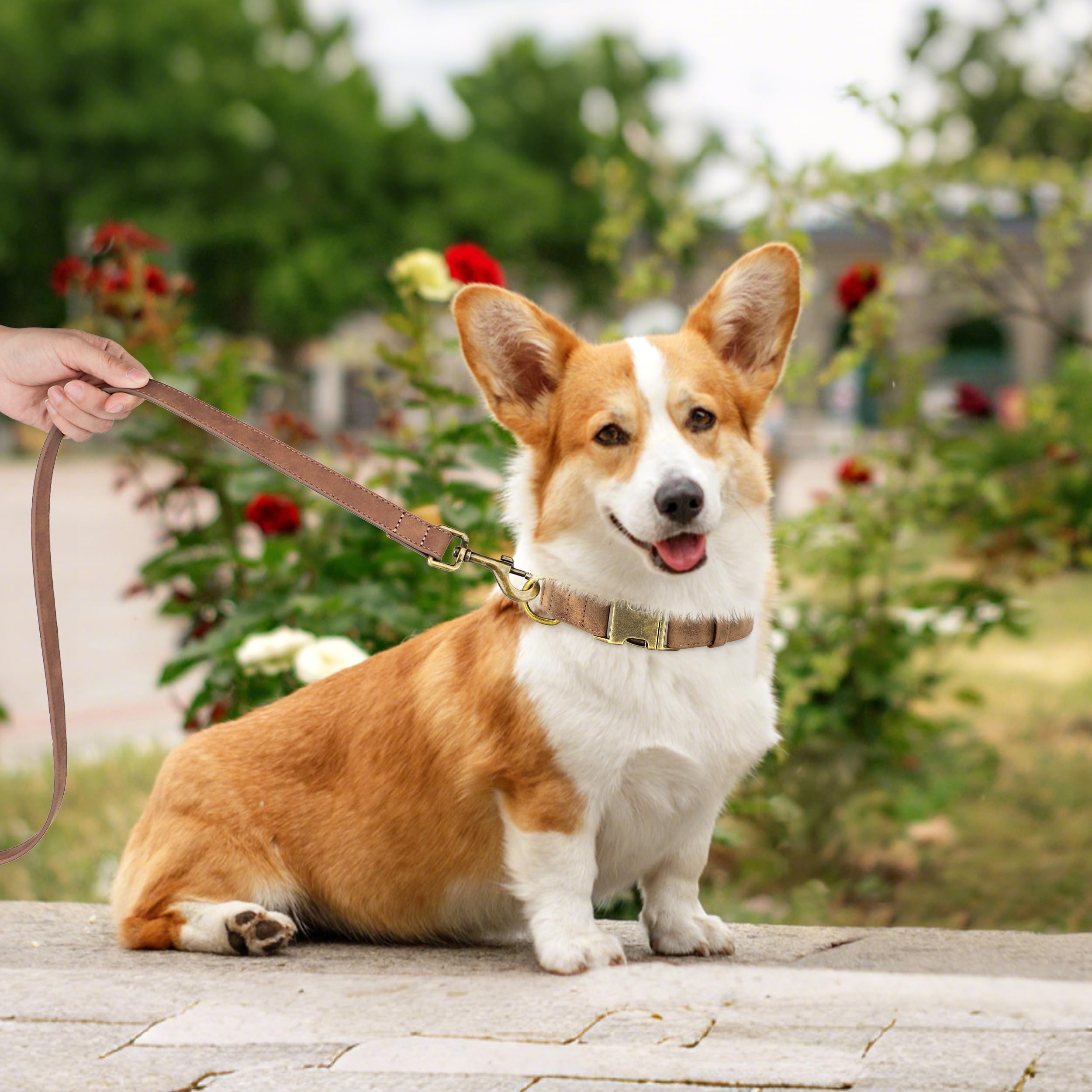 Didog quick-release buckle collar brown on-dog enables fast, secure on/off during outings