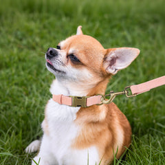 Didog pink PU collar with D-ring leash attachment