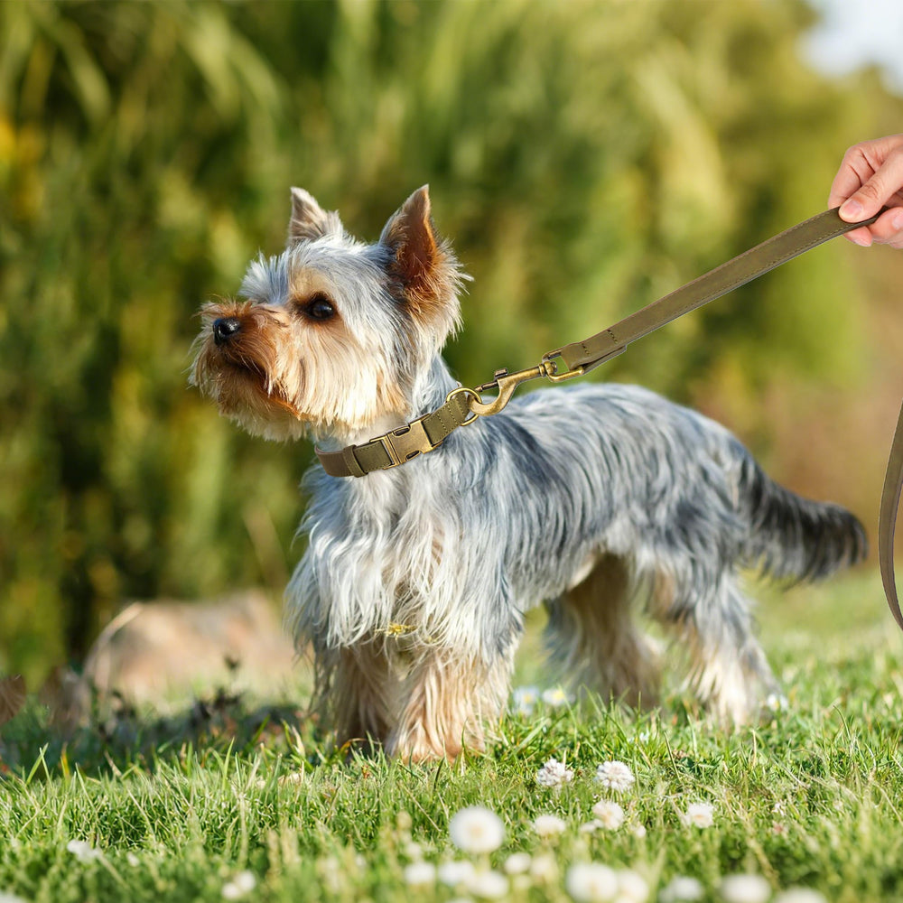 Didog soft PU leather dog collar clip-buckle—adjustable for a secure, comfortable daily fit.