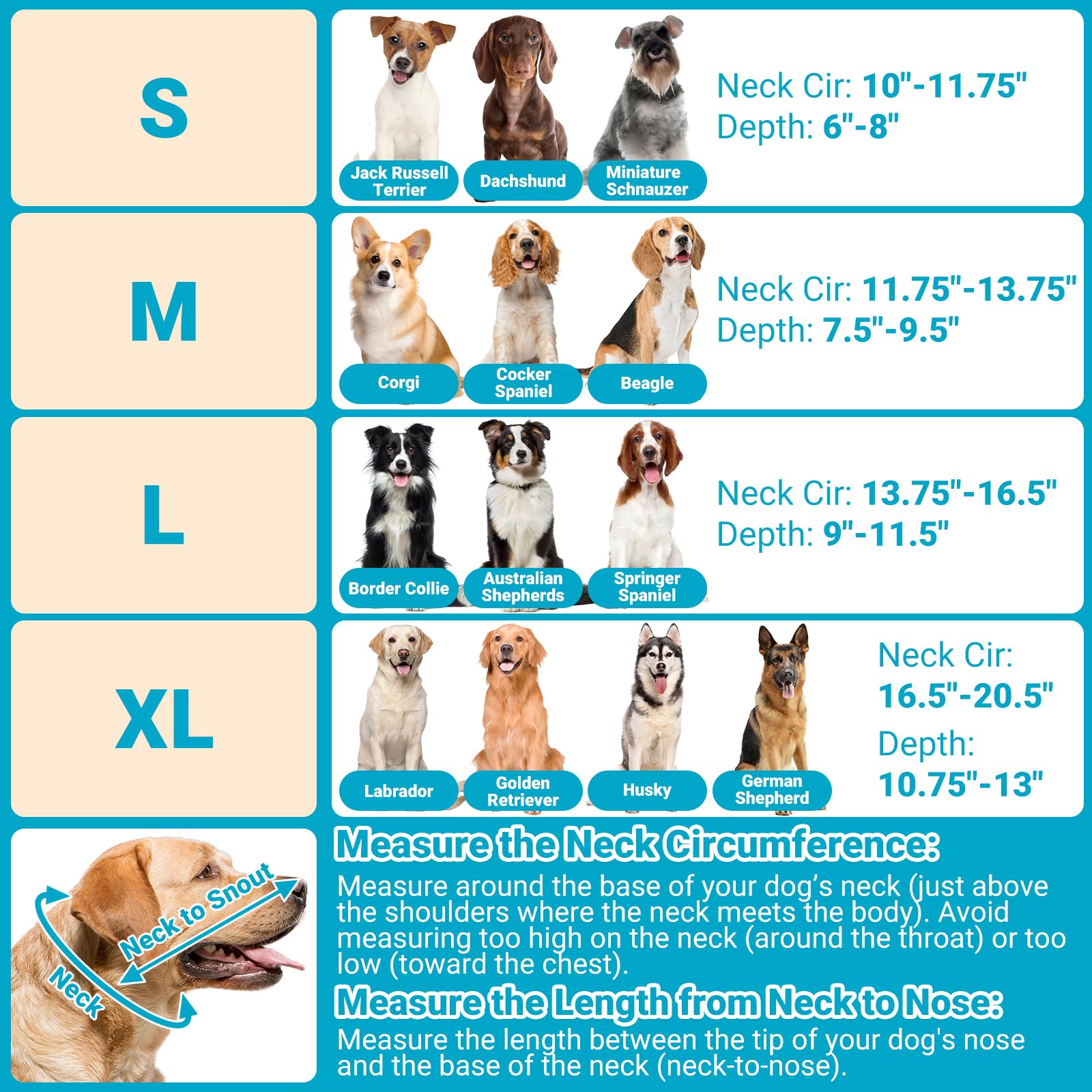 Didopet elastic loops securely hold a daily collar without restricting movement