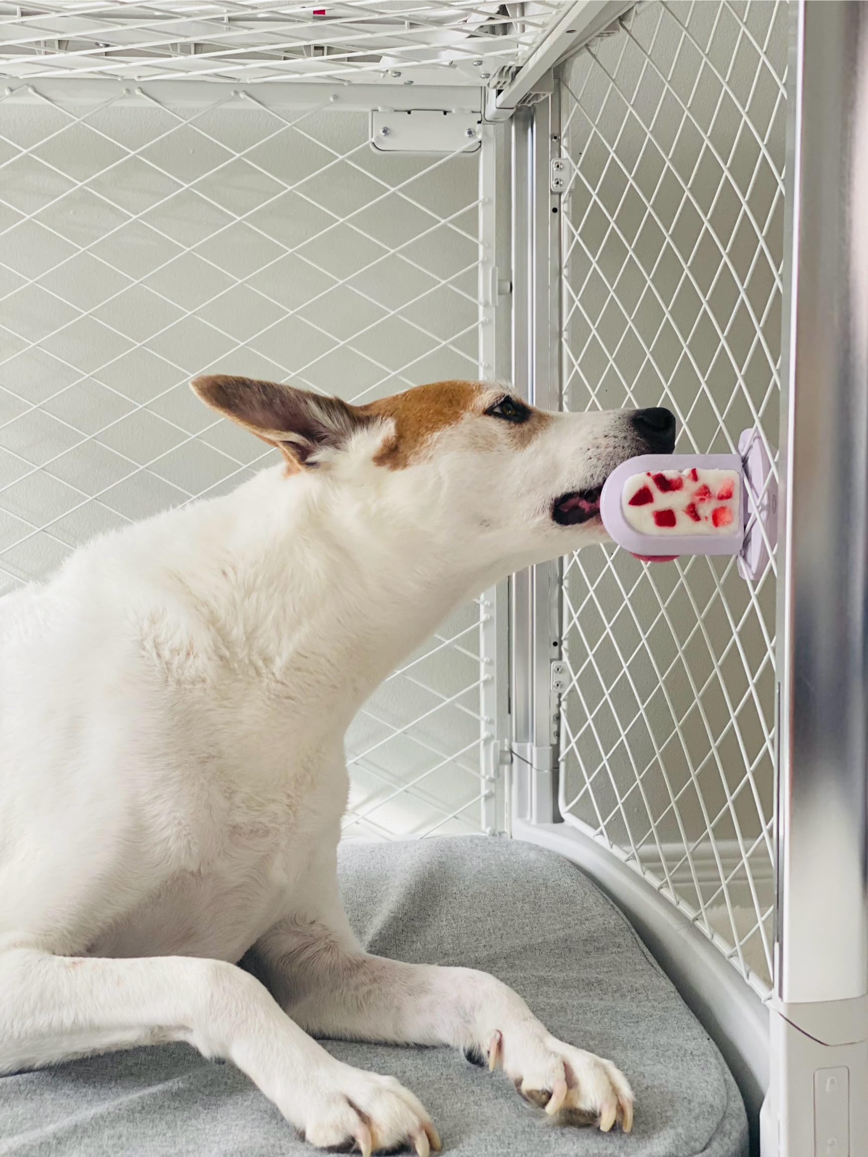 Diggs Groov nervous dog crate time may reduce stress during separation.