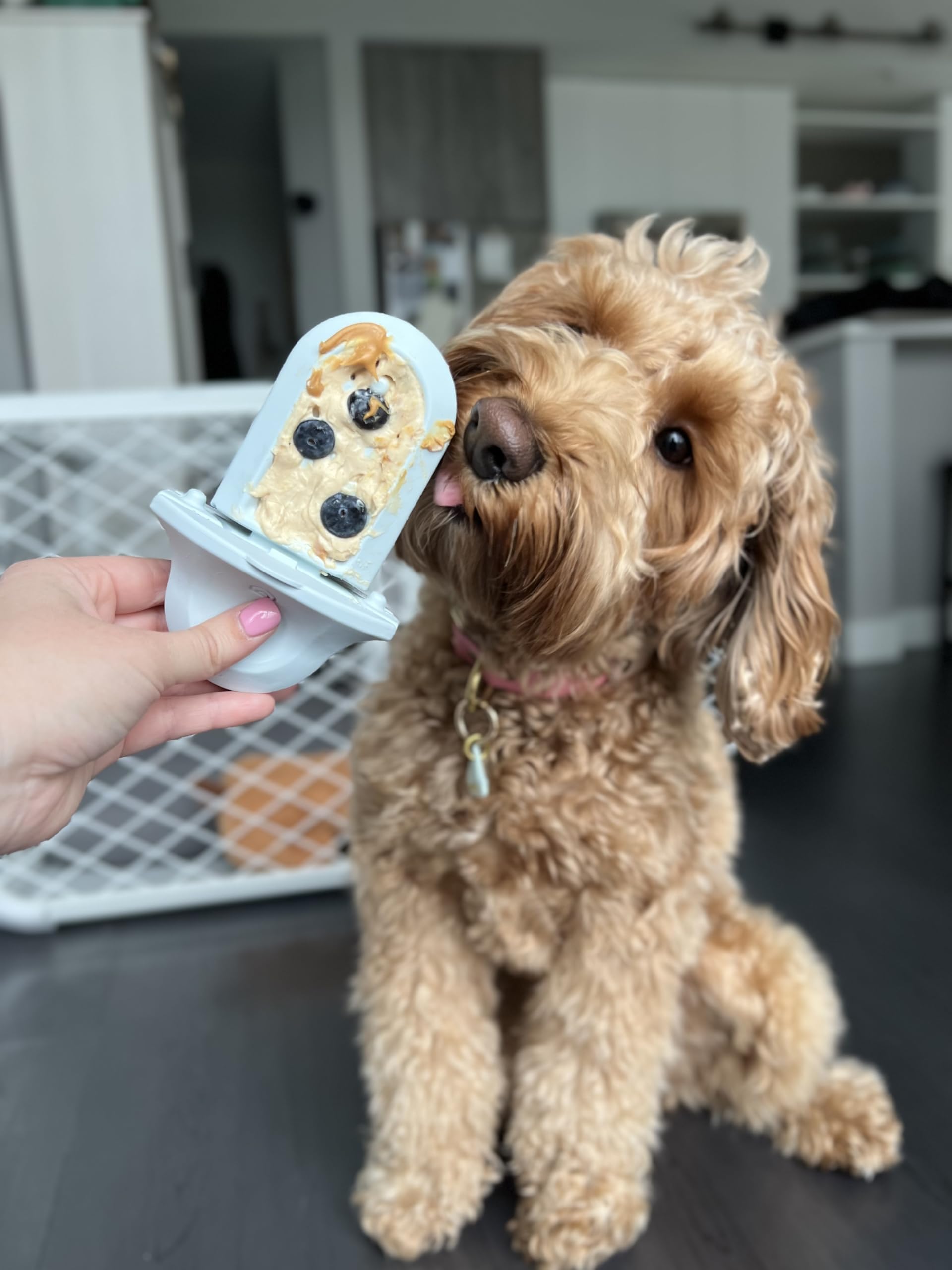 Diggs Groov puppy enrichment session shows engaging crate routine.