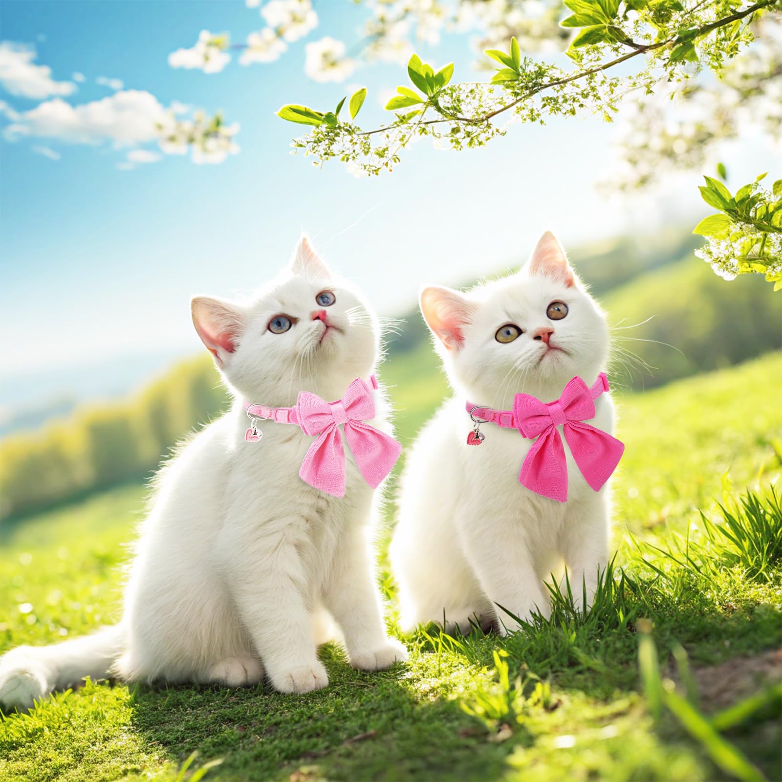 DILLYBUD two-pack collar set for versatile daily wear.