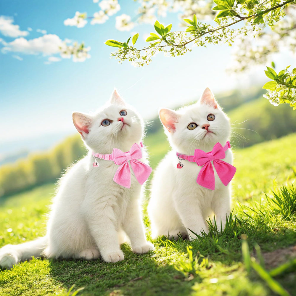 DILLYBUD two-pack collar set for versatile daily wear.