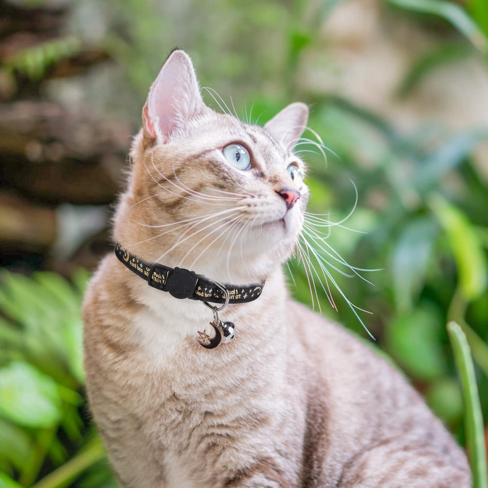 DILLYBUD hand-washable collar stays fresh with easy care.