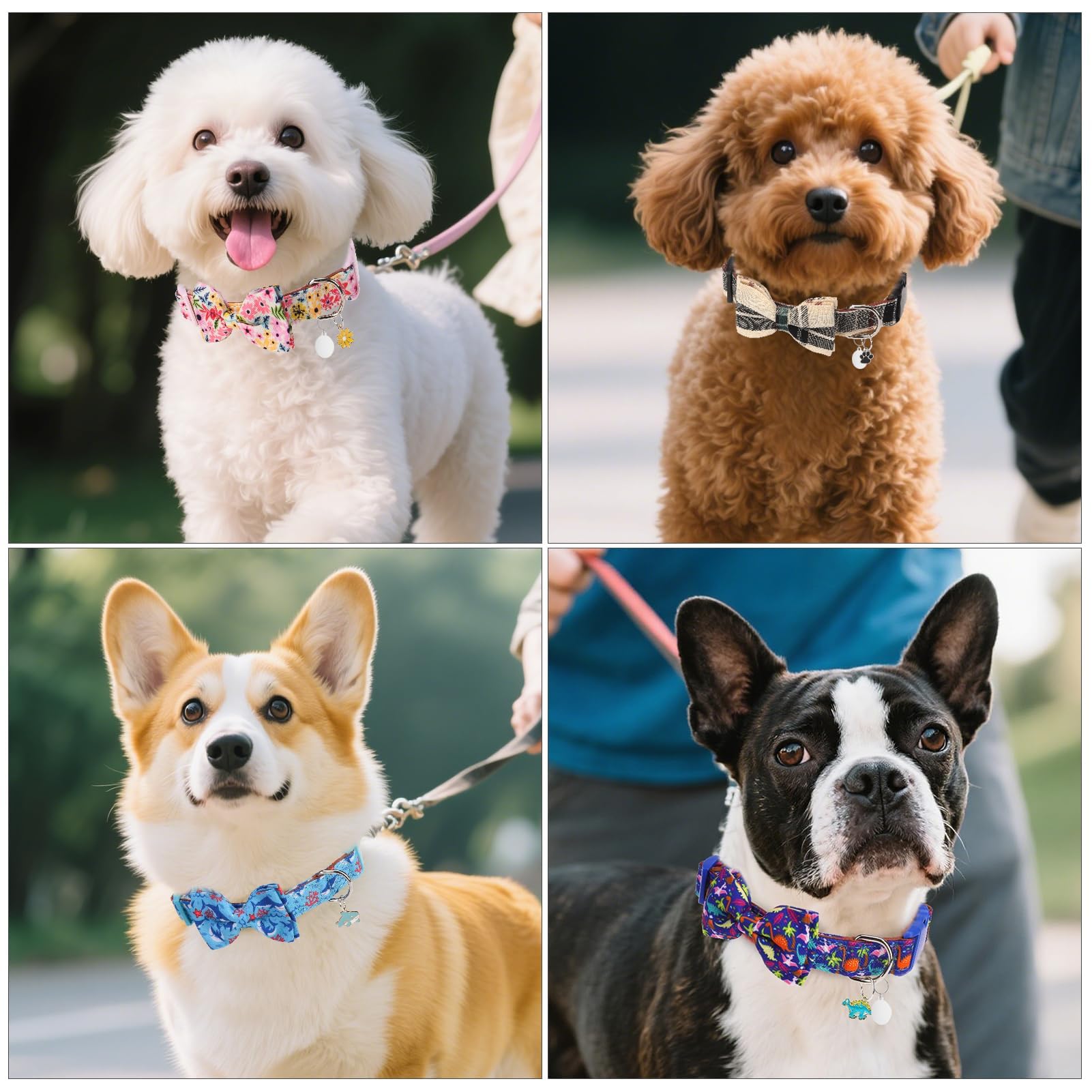 DILLYBUD multi-scene collar ideal for walks, photoshoots, and celebrations.