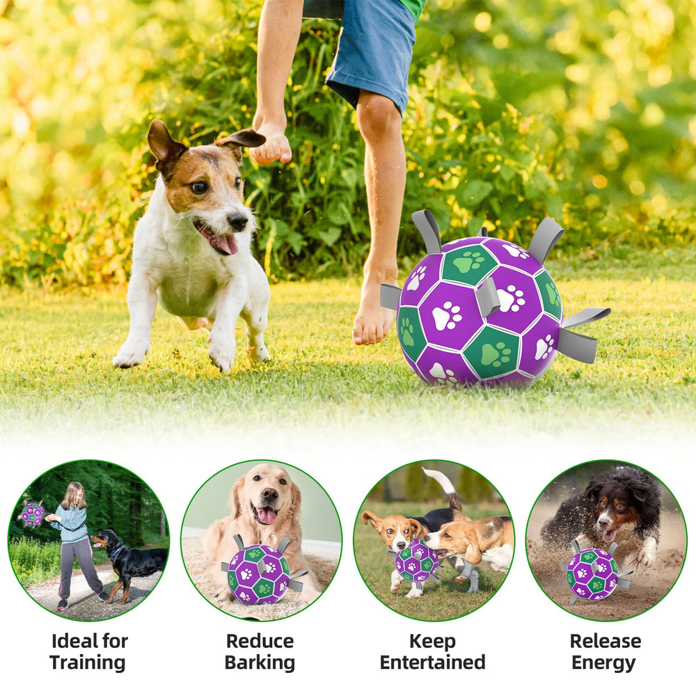 Diman ball during training fetch session.